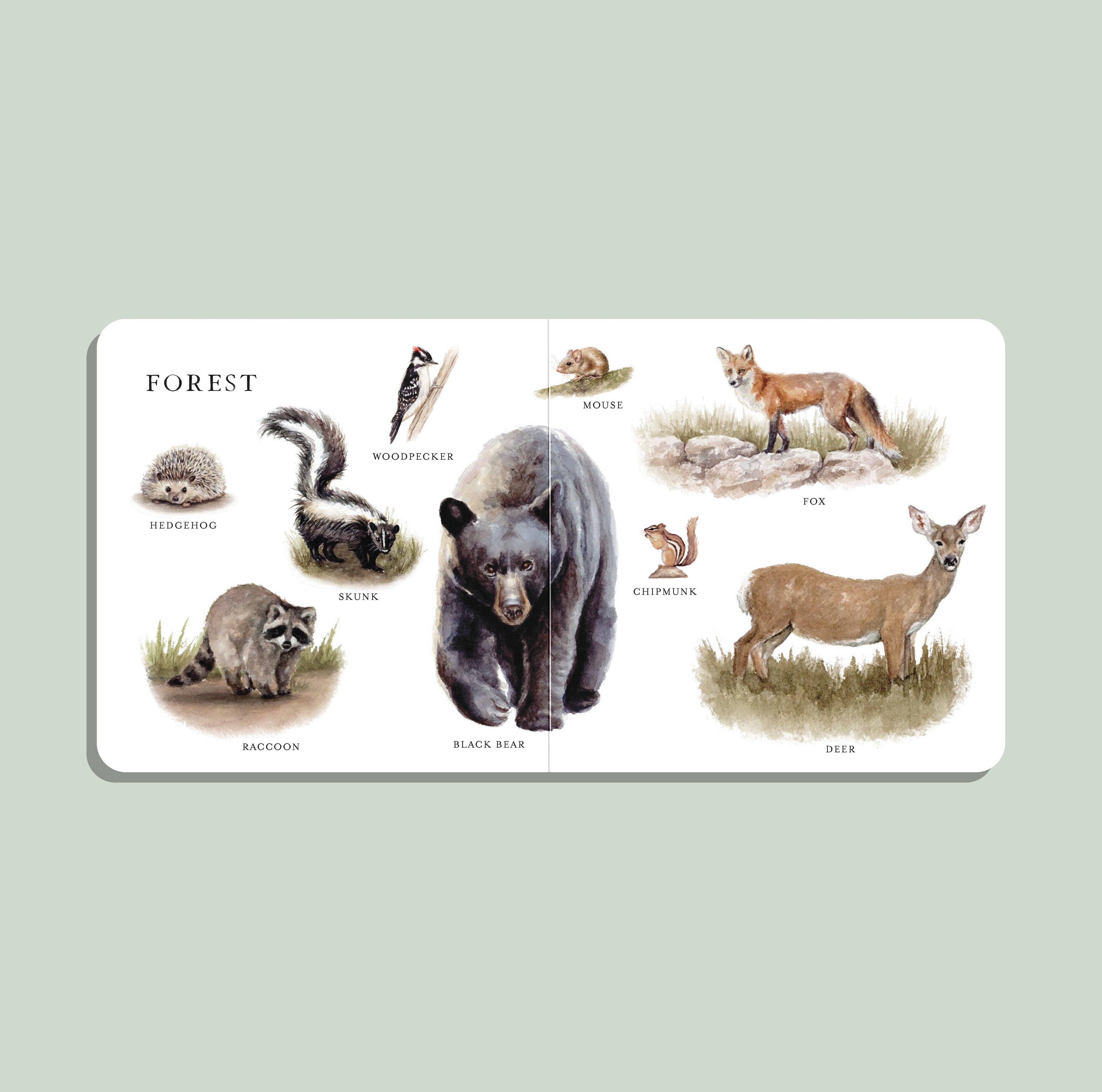 Our Big Book of Animals – Watercolor Board Book