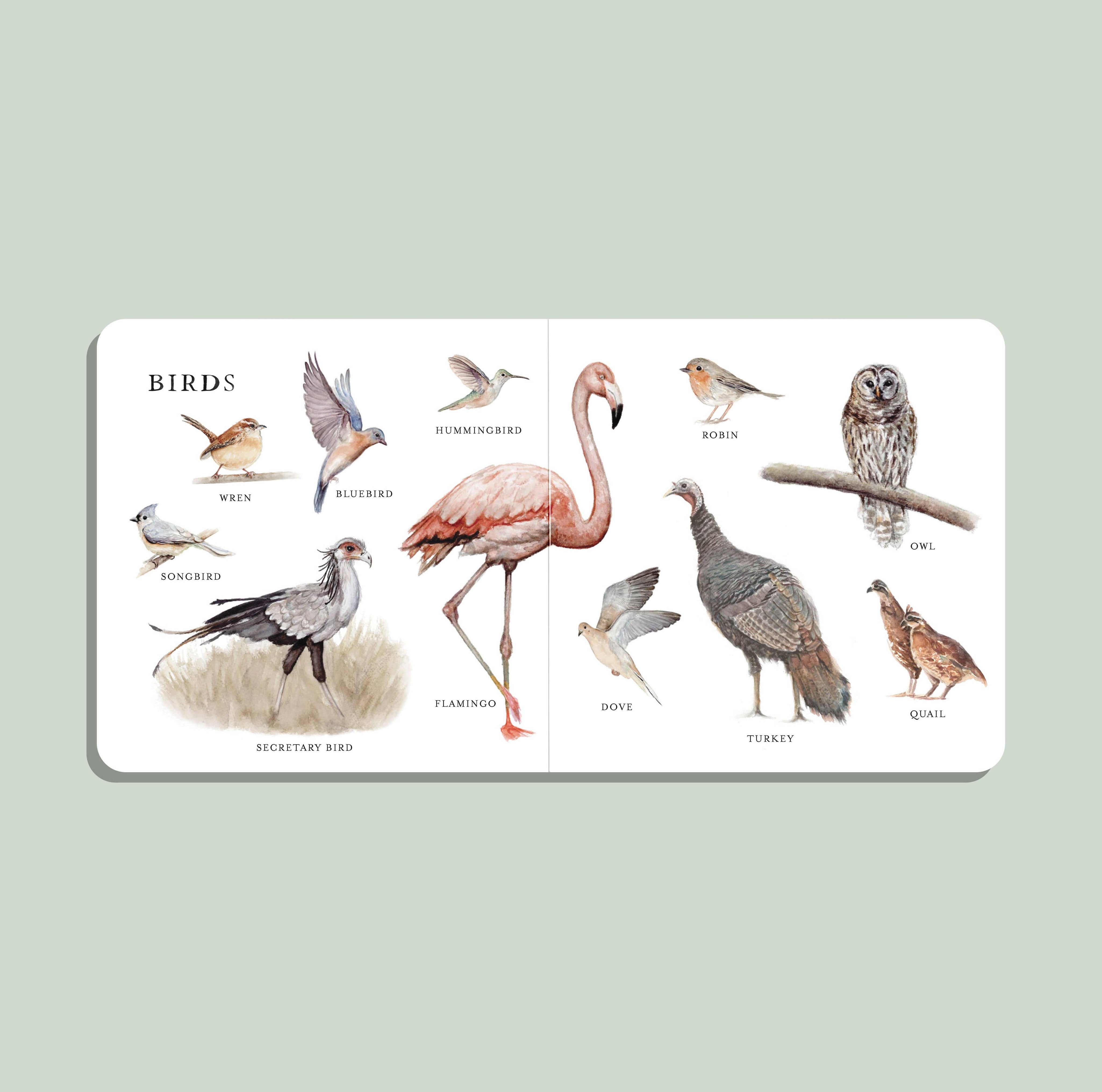 Our Big Book of Animals – Watercolor Board Book