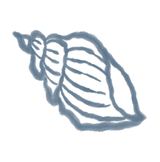 SIESTA___CO_ILLUSTRATIONS_SHELL_DARK.png