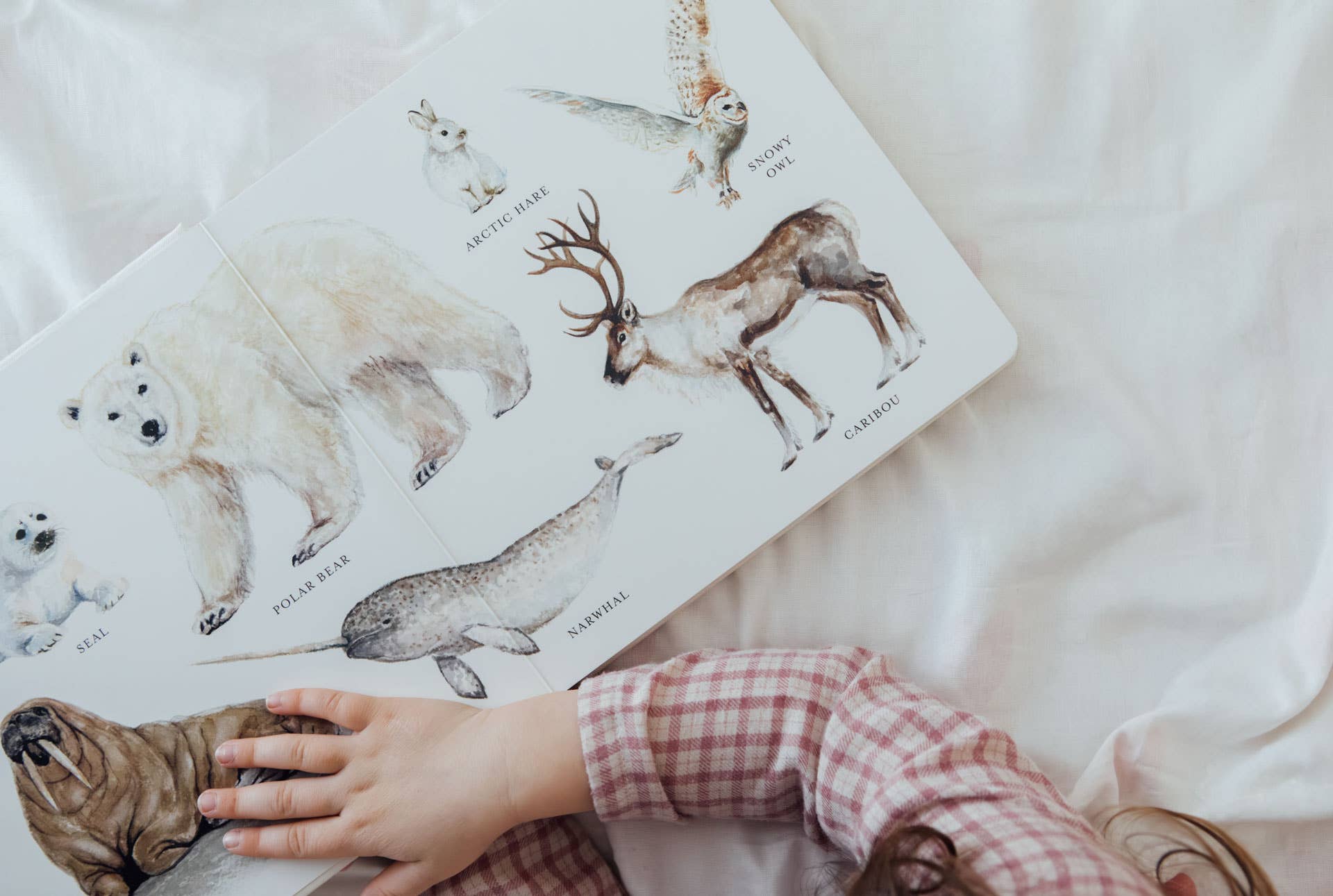 Our Big Book of Animals – Watercolor Board Book